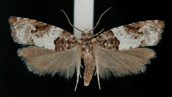 Gypsonoma sociana Gypsonoma sociana