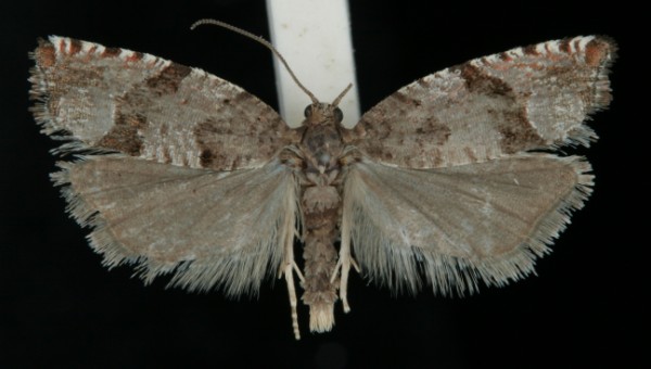 Gypsonoma nitidulana Gypsonoma nitidulana