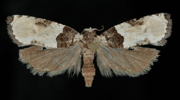 Gibberifera simplana Gibberifera simplana