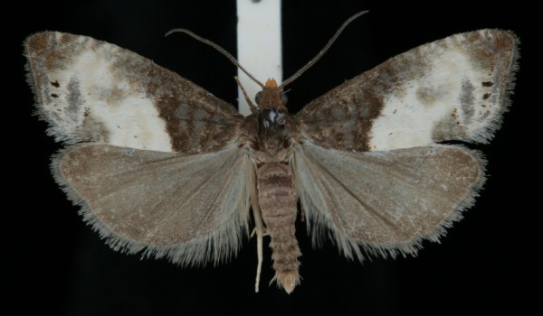 Notocelia cynosbatella Notocelia cynosbatella