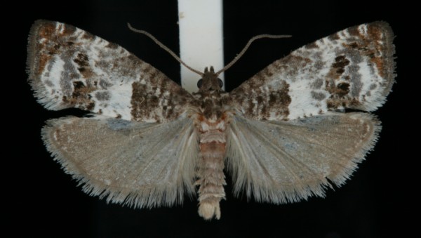 Notocelia trimaculana Notocelia trimaculana