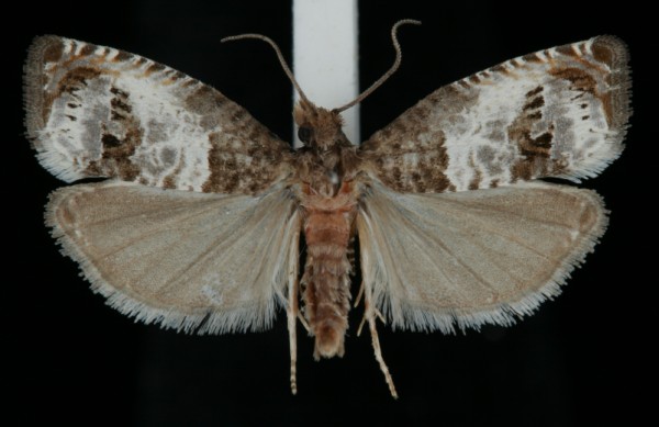 Notocelia rosaecolana Notocelia rosaecolana