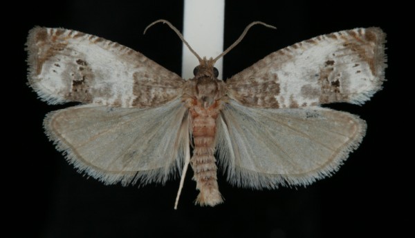 Notocelia rosaecolana Notocelia rosaecolana