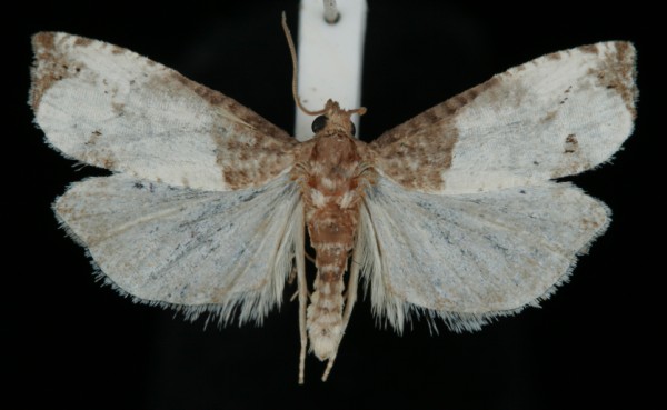 Notocelia roborana Notocelia roborana