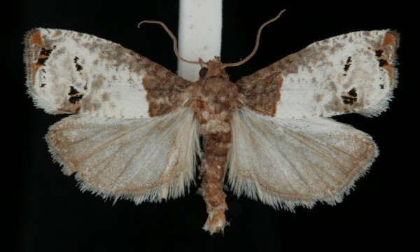 Notocelia roborana Notocelia roborana