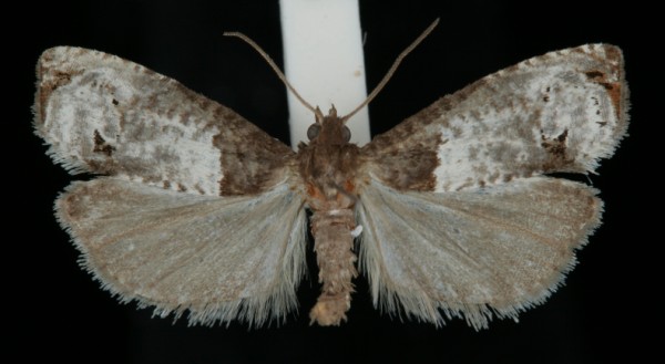 Notocelia roborana Notocelia roborana