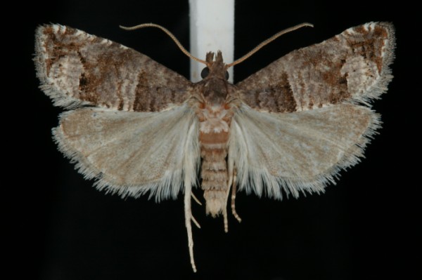 Notocelia incarnatana Notocelia incarnatana