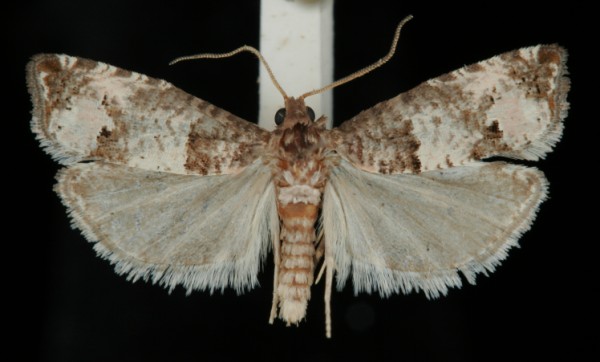 Notocelia incarnatana Notocelia incarnatana