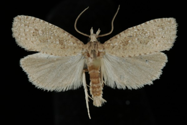 Epiblema grandaevana Epiblema grandaevana