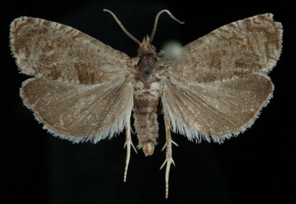 Epiblema turbidana Epiblema turbidana