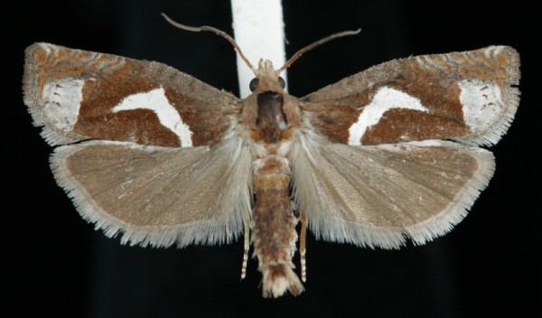 Epiblema foenella Epiblema foenella