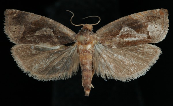 Epiblema foenella Epiblema foenella