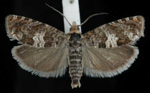 Epiblema costipunctana Epiblema costipunctana