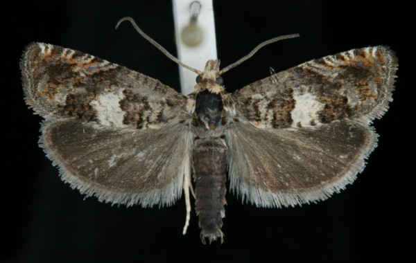 Epiblema costipunctana Epiblema costipunctana