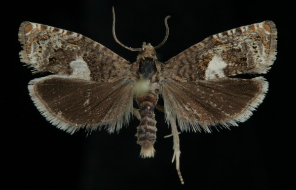Epiblema sticticana Epiblema sticticana