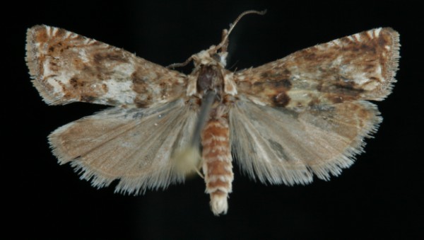Epiblema graphana Epiblema graphana
