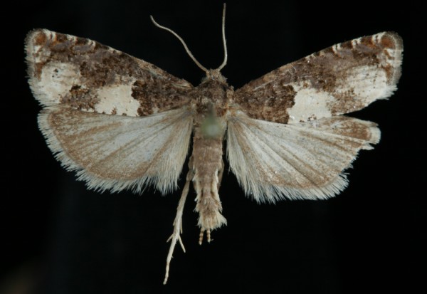 Epiblema scutulana Epiblema scutulana
