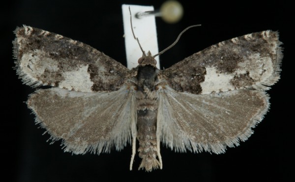 Epiblema scutulana Epiblema scutulana