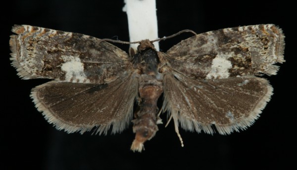 Epiblema scutulana Epiblema scutulana