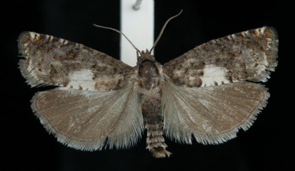 Epiblema cirsiana Epiblema cirsiana