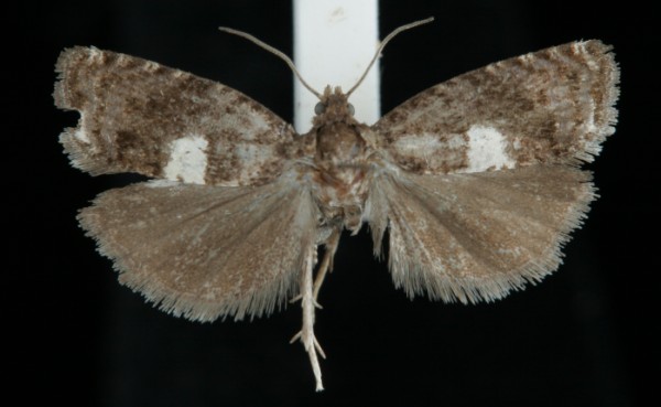 Epiblema cirsiana Epiblema cirsiana