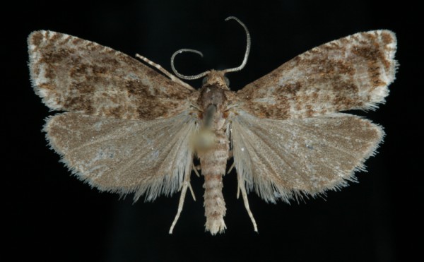 Epiblema hepaticana Epiblema hepaticana