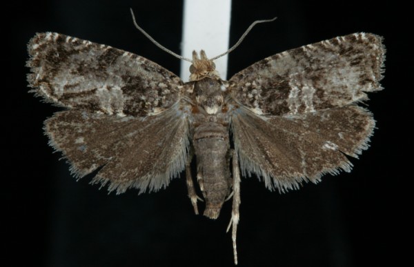Epiblema hepaticana Epiblema hepaticana