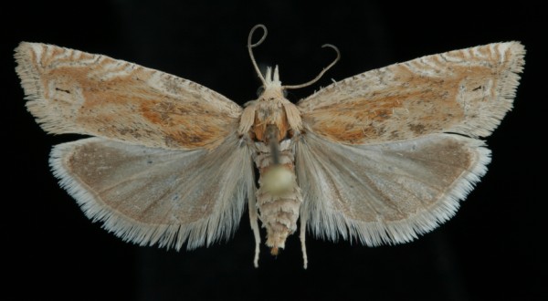 Eucosma hohenwartiana Eucosma hohenwartiana