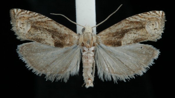 Eucosma hohenwartiana Eucosma hohenwartiana