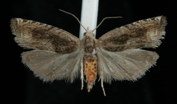 Eucosma hohenwartiana