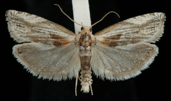 Eucosma cana Eucosma cana