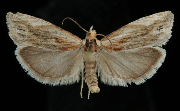 Eucosma cana