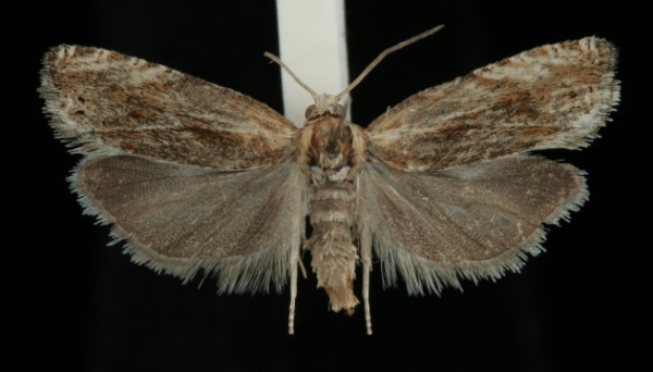 Eucosma cana