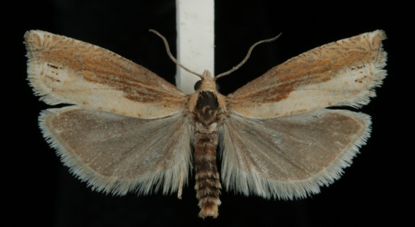 Eucosma obumbratana Eucosma obumbratana