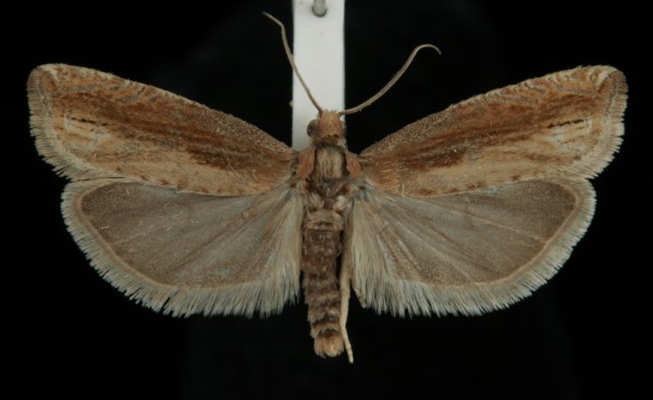 Eucosma obumbratana Eucosma obumbratana