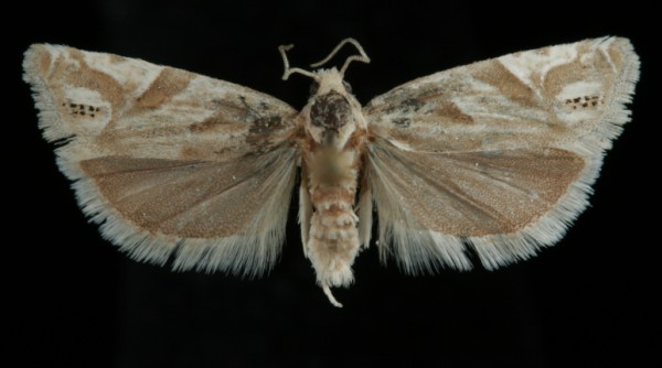 Eucosma pupillana Eucosma pupillana