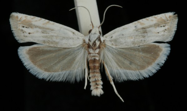 Eucosma lacteana Eucosma lacteana