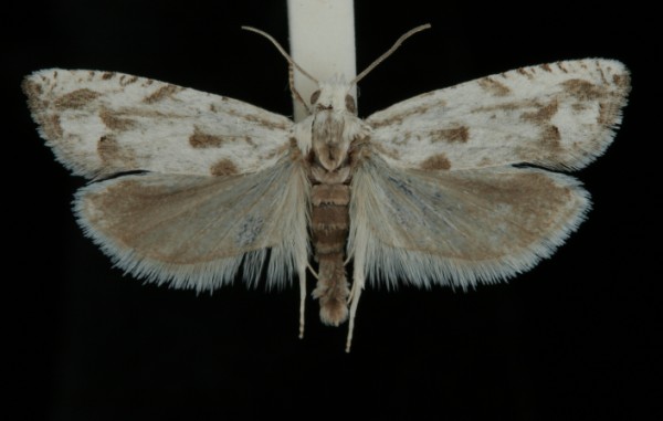 Eucosma lacteana Eucosma lacteana
