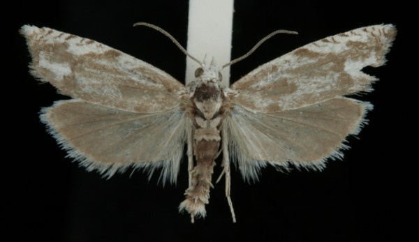 Eucosma lacteana Eucosma lacteana