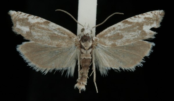 Eucosma lacteana