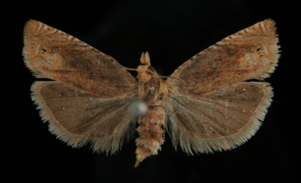 Eucosma aemulana Eucosma aemulana