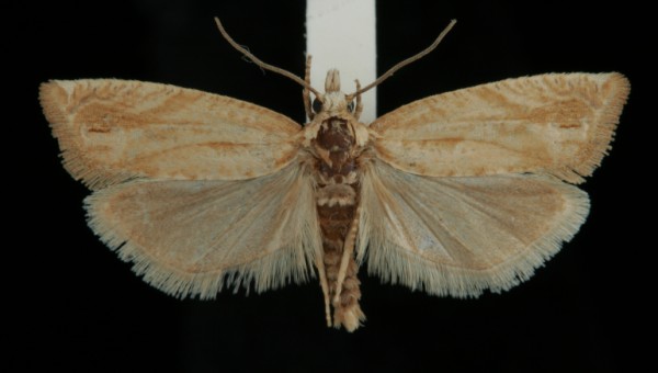 Eucosma tripoliana Eucosma tripoliana