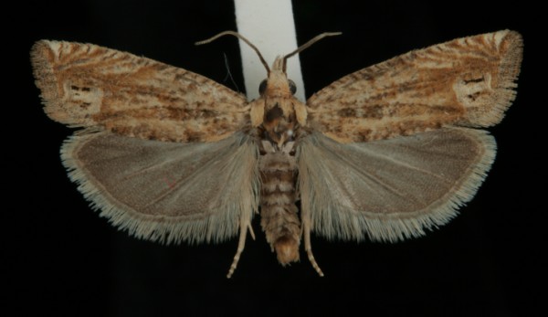 Eucosma tripoliana Eucosma tripoliana