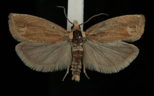 Eucosma tripoliana Eucosma tripoliana