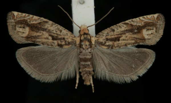 Eucosma tripoliana Eucosma tripoliana
