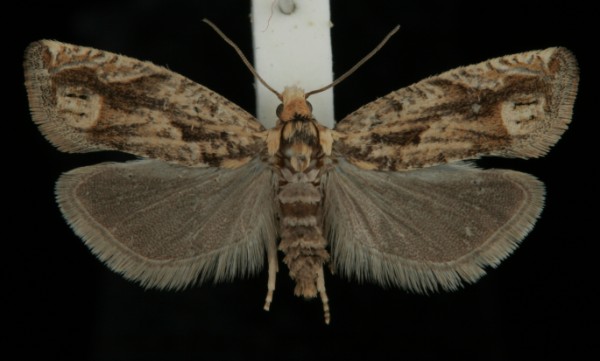 Eucosma tripoliana