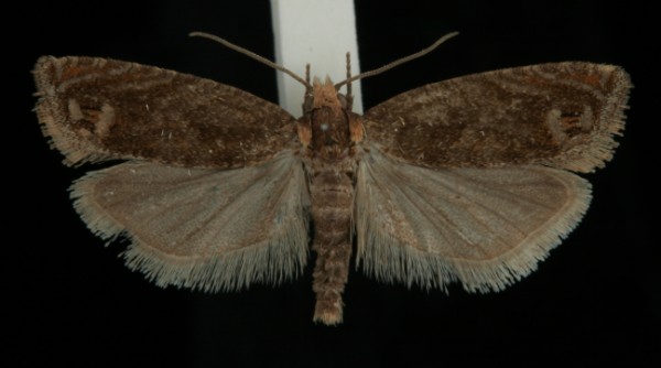 Eucosma tripoliana