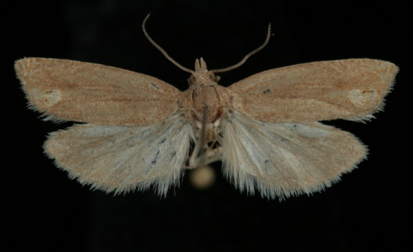 Eucosma rubescana Eucosma rubescana