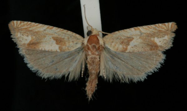 Eucosma conterminana Eucosma conterminana