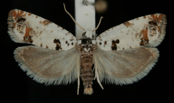 Eucosma campoliliana Eucosma campoliliana